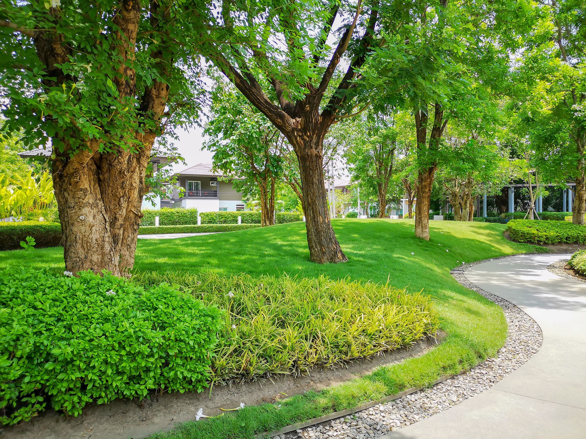 Smooth green grass lawn, greenery trees and shrub in a good maintenance landscape and garden, gray curve pattern walkway, sand washed finishing on concrete paving, brown gravel border